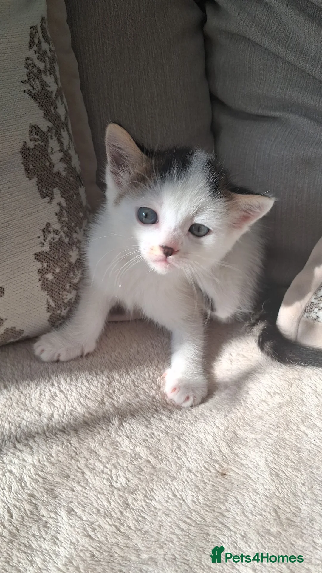 Mixed Breed cats for sale: 3 beautiful kittens  in Chatham - Advert 2