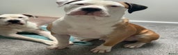 American Bulldog dogs for stud: NKC American Bulldog for Stud in Birmingham - Advert 11
