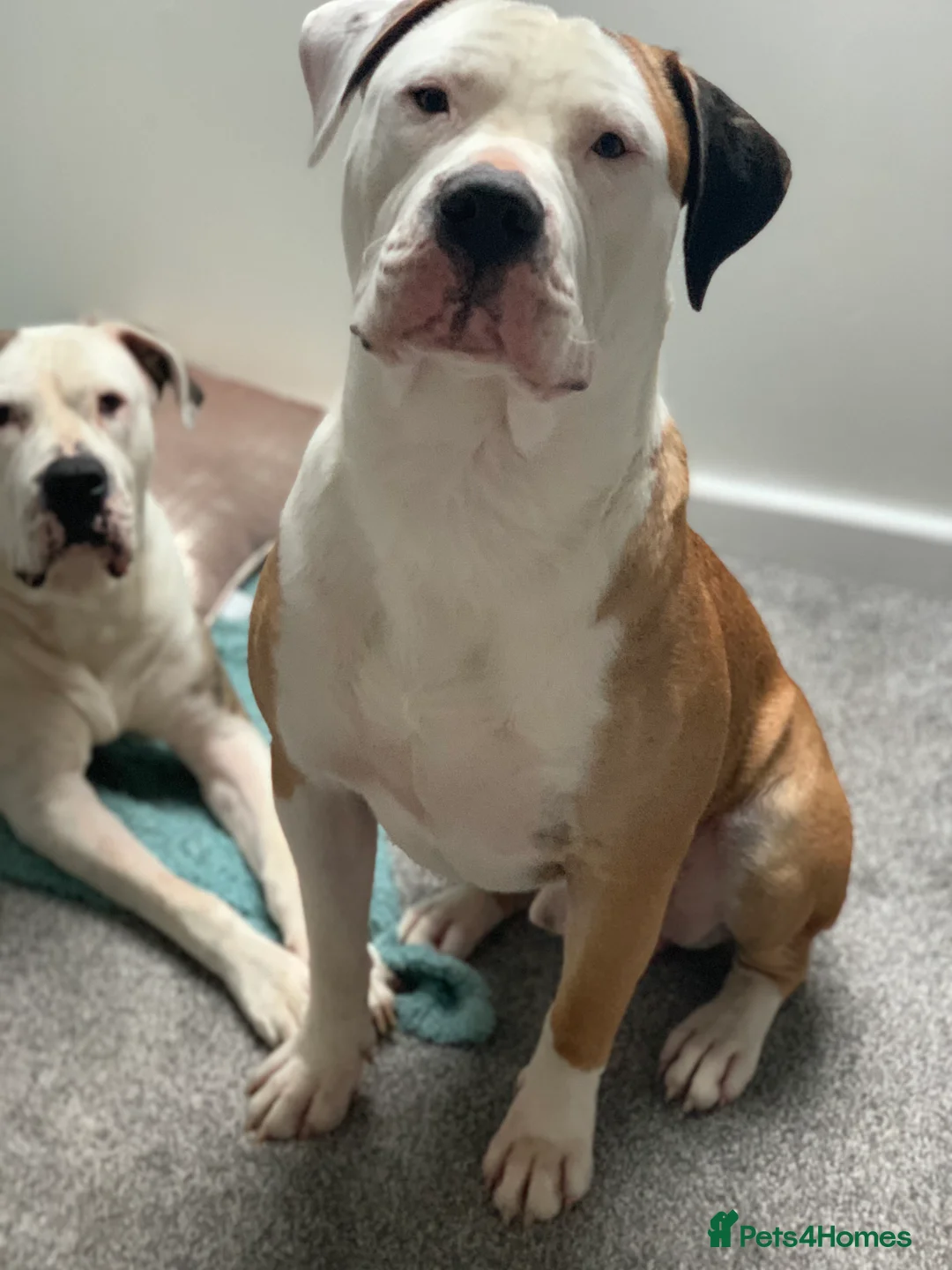 American Bulldog dogs for stud: NKC American Bulldog for Stud in Birmingham - Advert 11