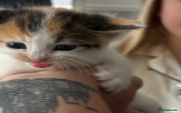 Mixed Breed cats for sale: 5 female kittens for sale  - Image 6