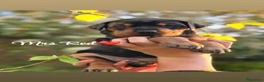 Dobermann Puppy 3