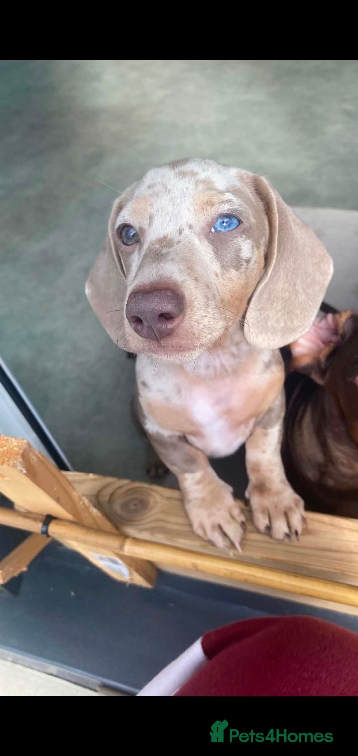 Dachshund dogs 1 stunning isabella dapple boy   💙🩵 - Advert 14