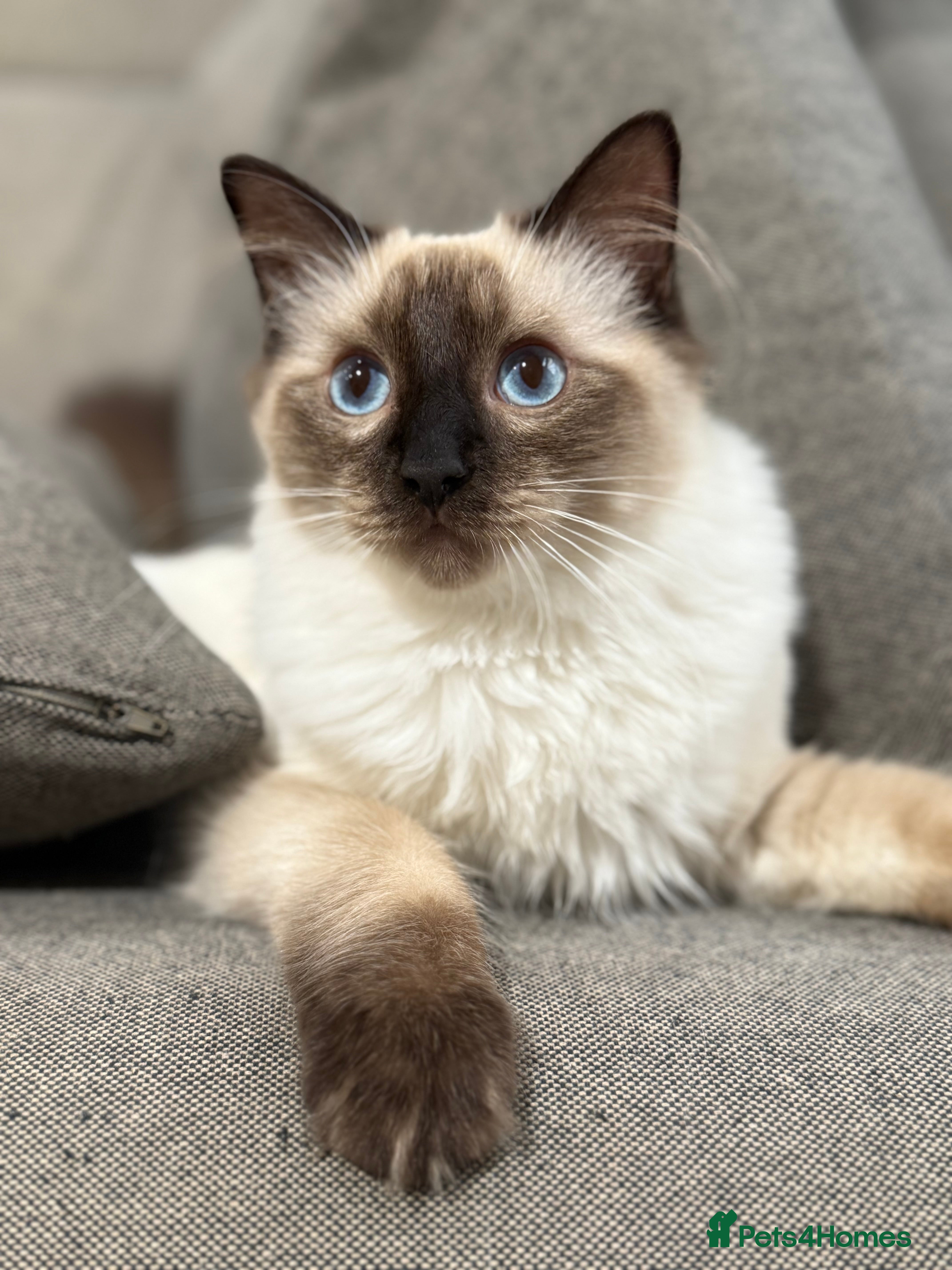 Ragdoll cats GCCF REGISTERED RAGDOLL BOY- READY NOW - Advert 6