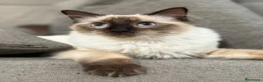 Ragdoll 1