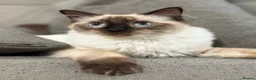 Ragdoll cats for sale: GCCF REGISTERED RAGDOLL BOY- READY NOW - Advert 1