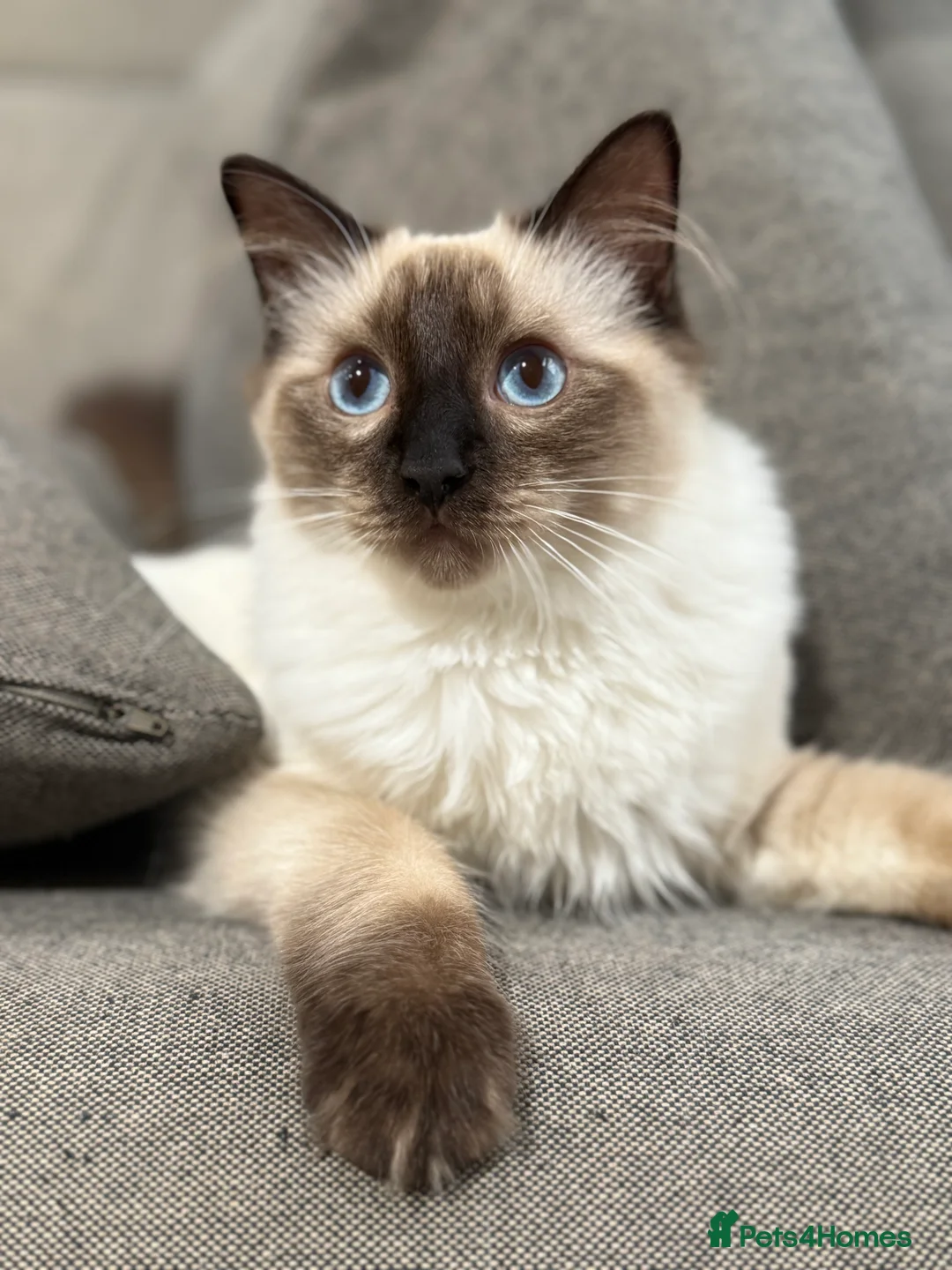 Ragdoll cats for sale: GCCF REGISTERED RAGDOLL BOY- READY NOW - Advert 1