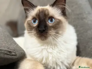 Ragdoll cats GCCF REGISTERED RAGDOLL BOY- READY NOW - Advert 4