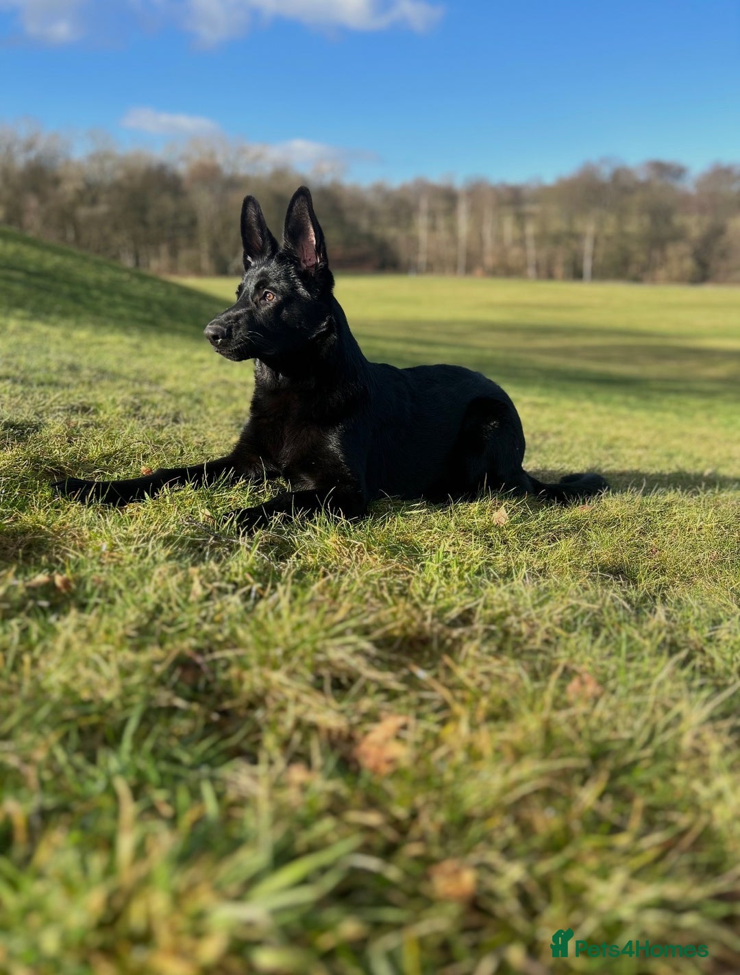 German Shepherd dogs for stud: Black German Shepherd stud - Advert 6
