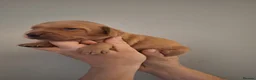 Cockerdor dogs for sale: (6 left) 7 Cockerdor puppies 🐶 5⭐️ breeders - Advert 18