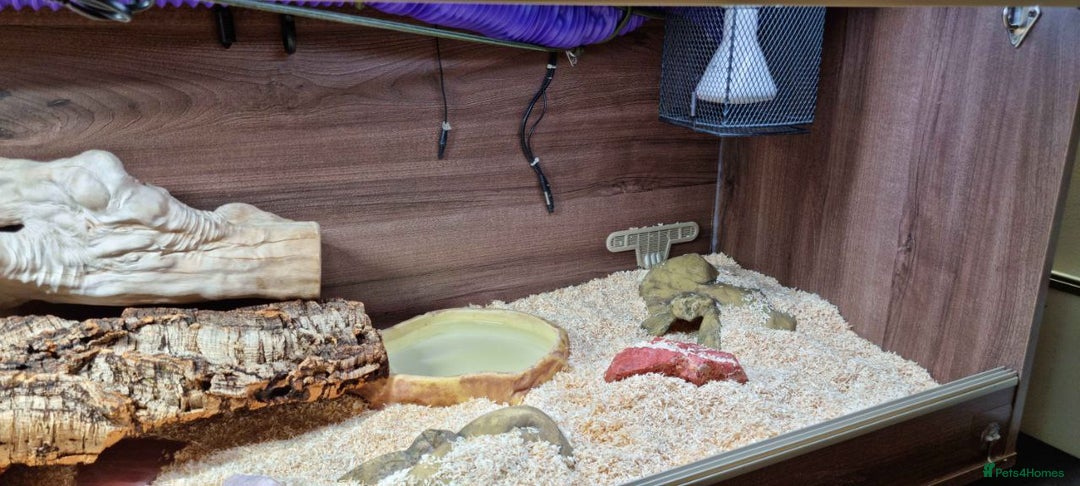 Python Snake reptiles for sale: Albino Enchi Royal Python (aka Ball Python) - Image 5