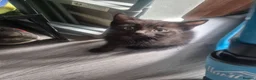 Domestic Shorthair cats for sale: Beautiful Black Tabby Kittens - Advert 2