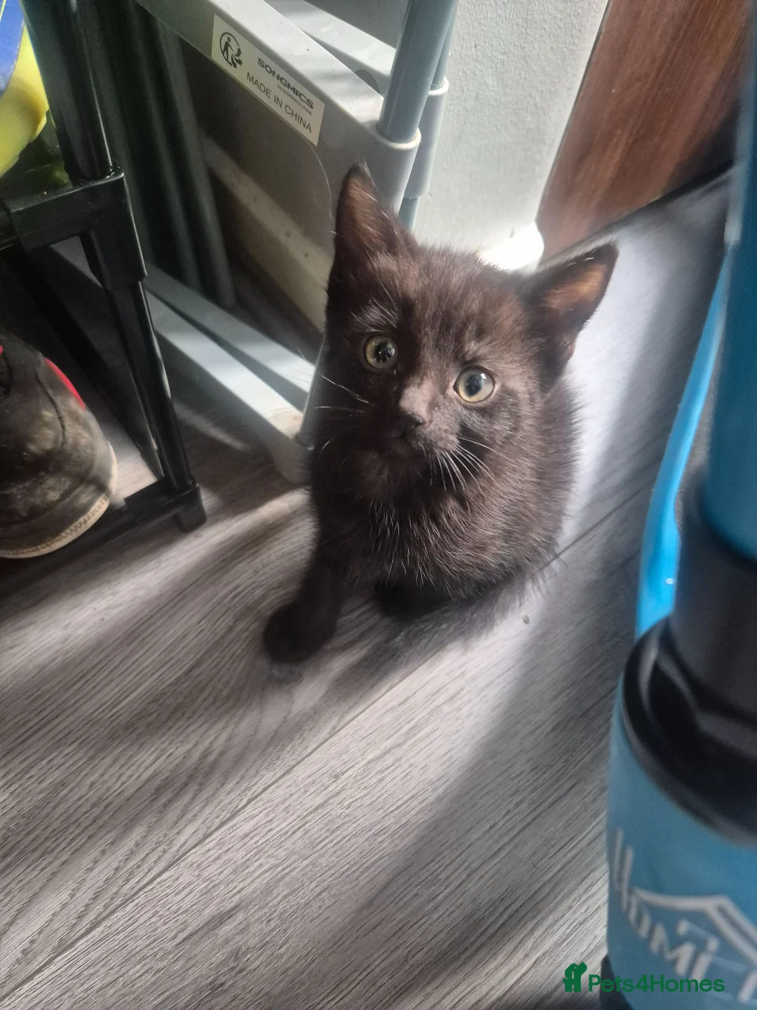 Domestic Shorthair cats for sale: Beautiful Black Tabby Kittens - Advert 2