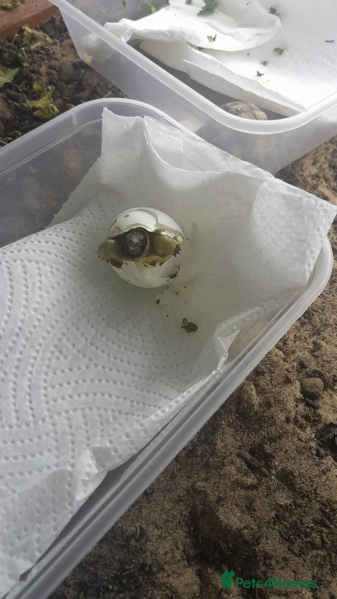 Tortoise reptiles for sale: Baby spur thigh tortoise in Orpington - Advert 5