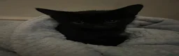 Bombay cats for sale: Shadow - Advert 4