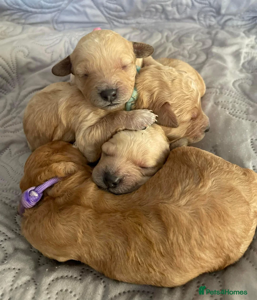 Poodle dogs for stud: FOR STUD Moyen Poodle (proven)  in Northampton - Advert 10