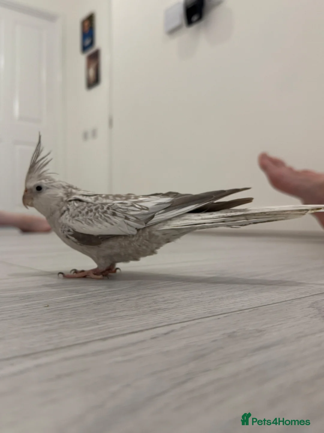 Cockatiels birds for sale: Two hand reared cockatiels in Colchester - Advert 3