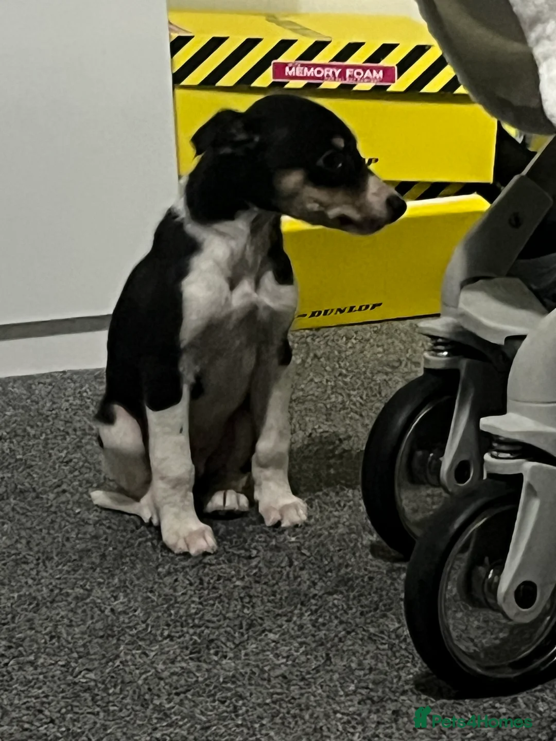 Whippet dogs for sale: Beautiful whippet puppy - Advert 3