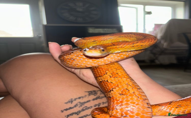 Corn Snake reptiles - Advert 3