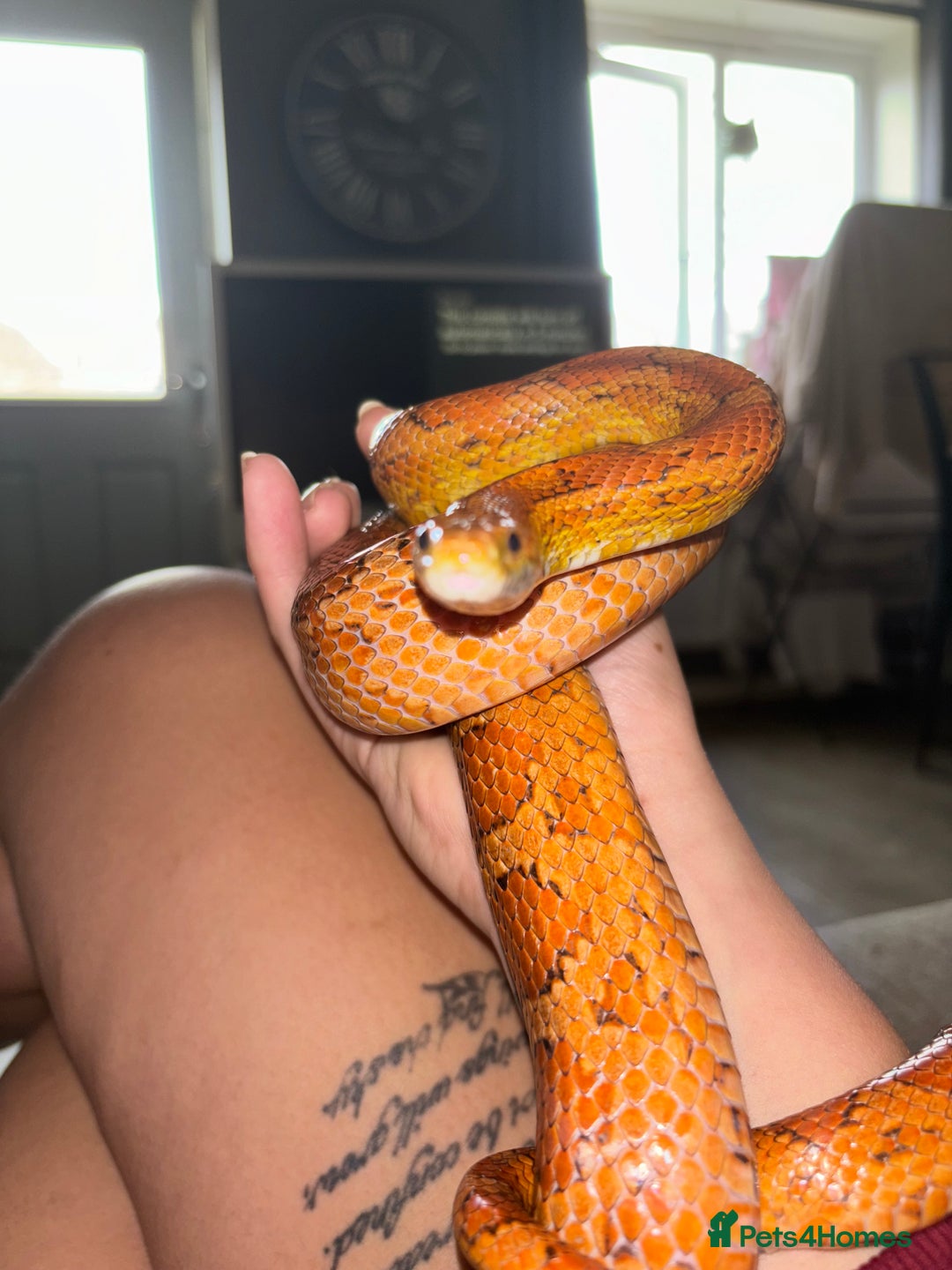 Corn Snake reptiles for sale: Corn Snake + 4ft Viv set up + Accessories  - Image 1