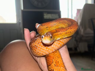 Corn Snake reptiles - Advert 13