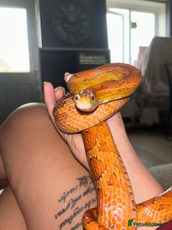 Corn Snake reptiles - Advert 3