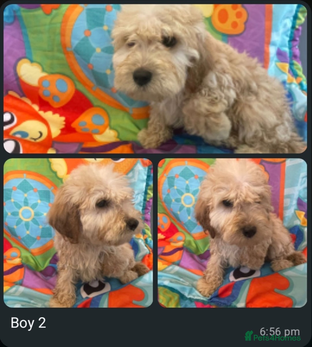 Cockapoo dogs for sale: Cockpoo puppies - Image 4