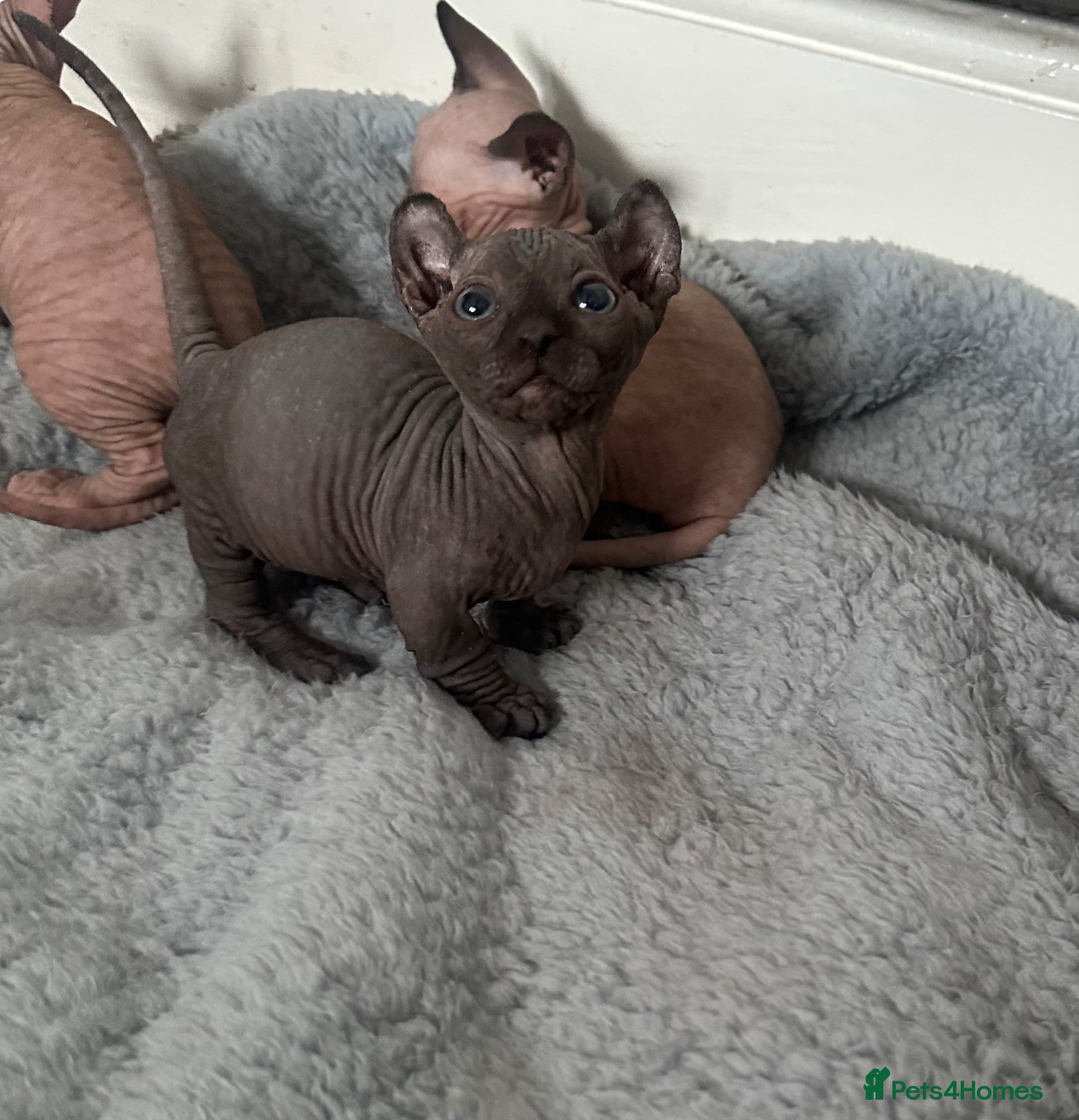 Sphynx cats 🐾 Stunning Sphynx & Dwelf kittens 🐾 - Advert 12