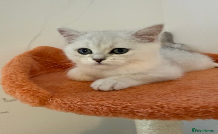 British Shorthair cats - Advert 2