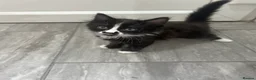 Domestic Shorthair cats for sale: 4 beautiful kittens for sale  in Hatfield - Advert 10