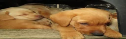 Labrador Retriever dogs for sale: Beautiful Labrador puppies  - Advert 5