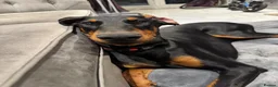 Dobermann dogs for sale: Doberman  - Advert 5