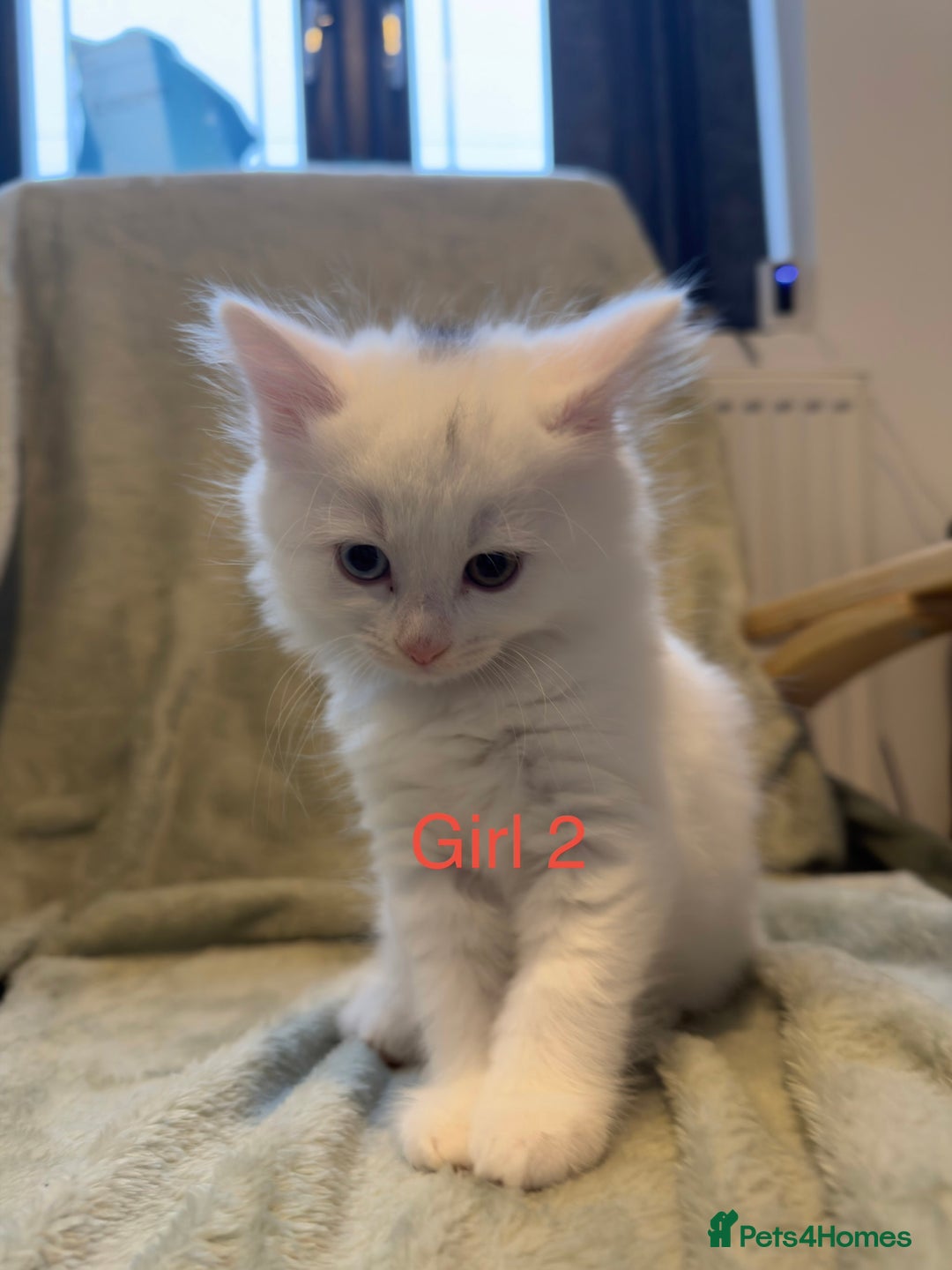 Mixed Breed cats for sale: 3 beautiful kittens available  - Advert 5