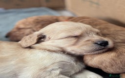 Labradoodle dogs for sale: F1b Labradoodle puppies - Image 12