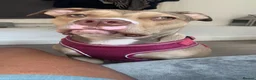 American Bull Staffy dogs for sale: Milly looking for forever home !  - Advert 5