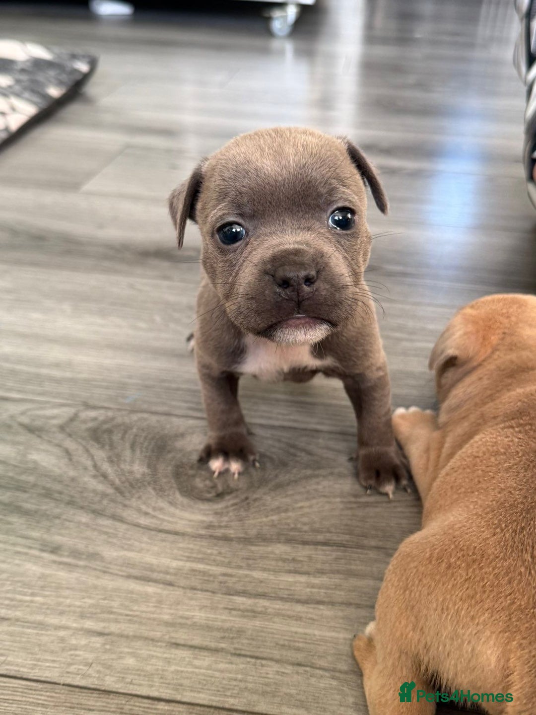 Staffordshire Bull Terrier dogs for sale: Staffordshire Bull Terrier Puppies – Rare colours - Image 2