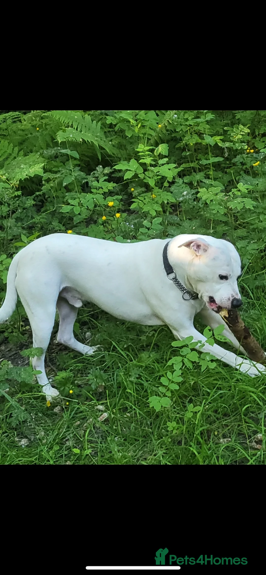American Bulldog dogs for sale: 🐾Rehoming male 9year old American bulldog cross🐾 - Advert 2