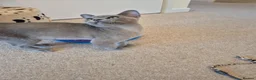 Burmese cats for sale: Gorgeous Blue Male Burmese Kitten - Advert 9