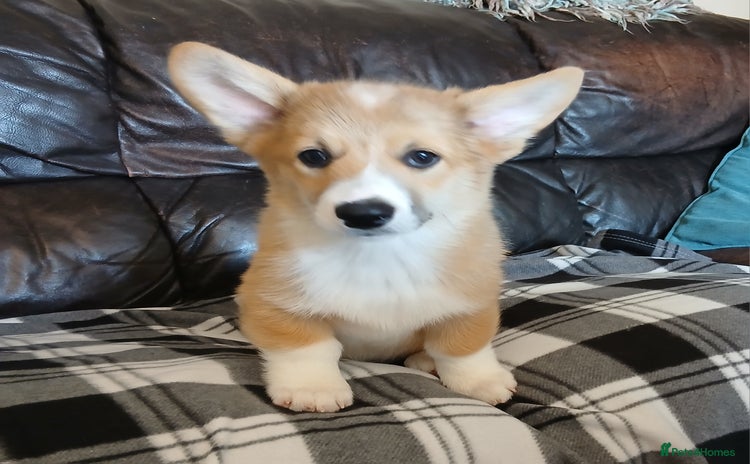 Welsh Corgi Pembroke dogs - Advert 1
