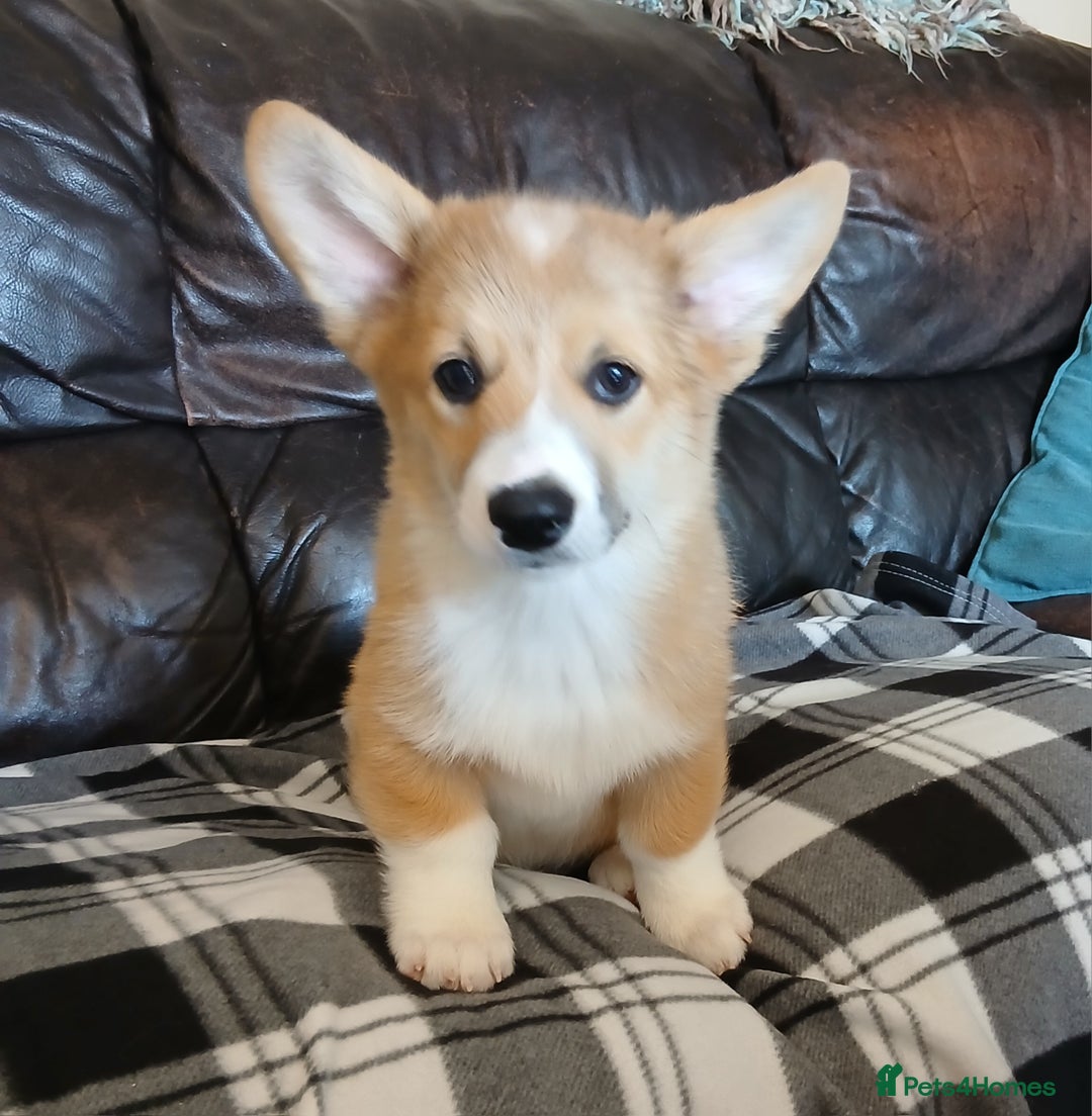 Welsh Corgi Pembroke dogs for sale: Fully vaccinated beautiful corgis - Image 1
