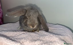 Mini Lop rabbits for sale: Mixed litter of mini lop babies for sale  - Image 3