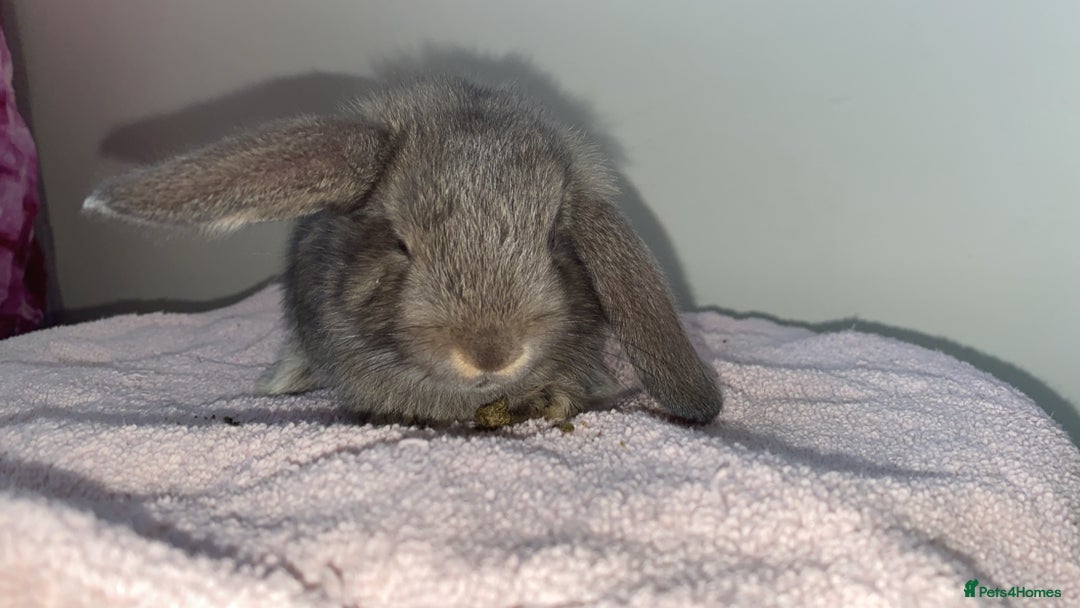Mini Lop rabbits for sale: Mixed litter of mini lop babies for sale  - Image 3