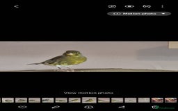 Canaries birds for sale: Two Canary Birds for sale, £20 each - Image 5