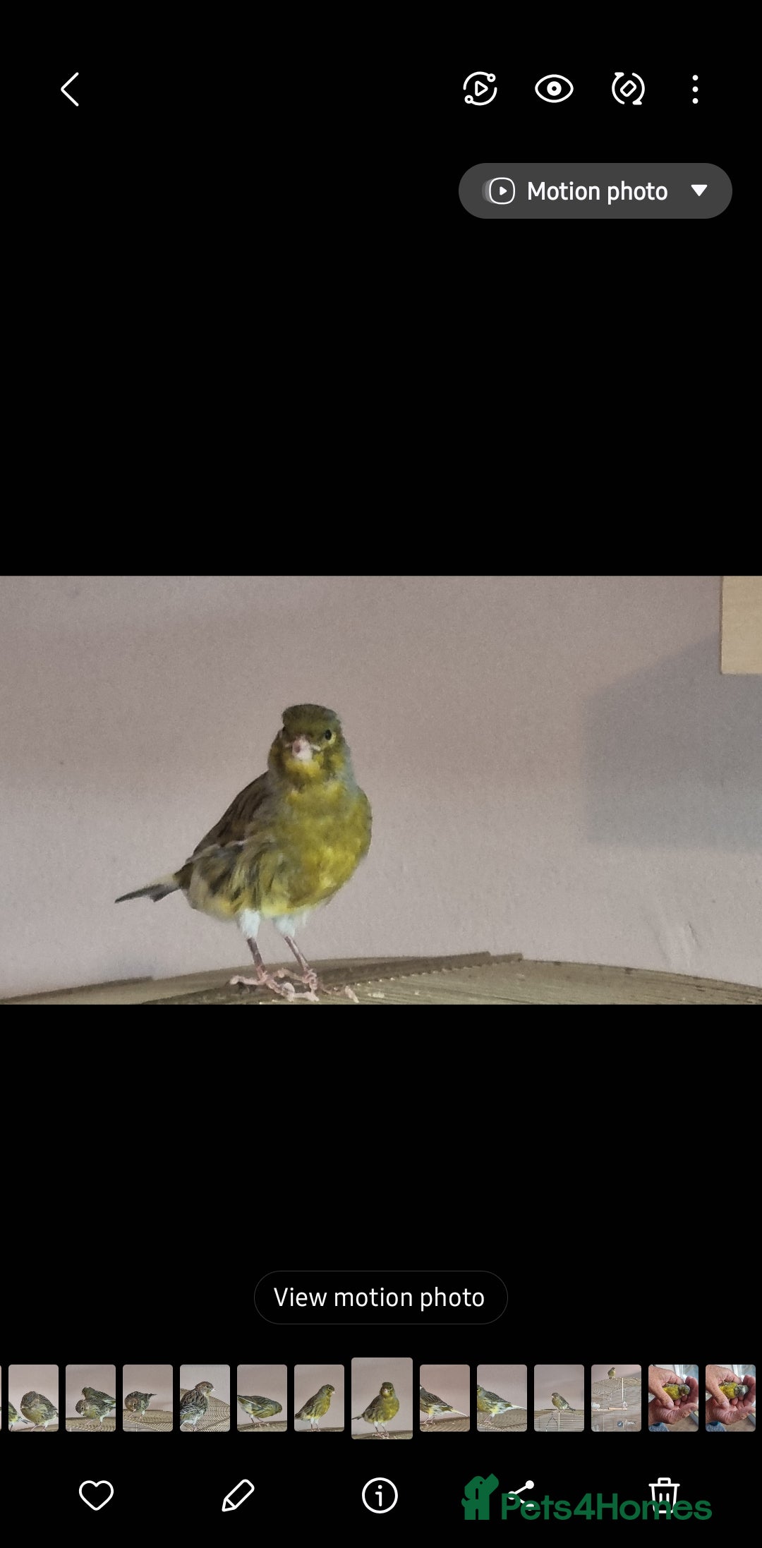 Canaries birds for sale: Two Canary Birds for sale, £20 each - Image 5