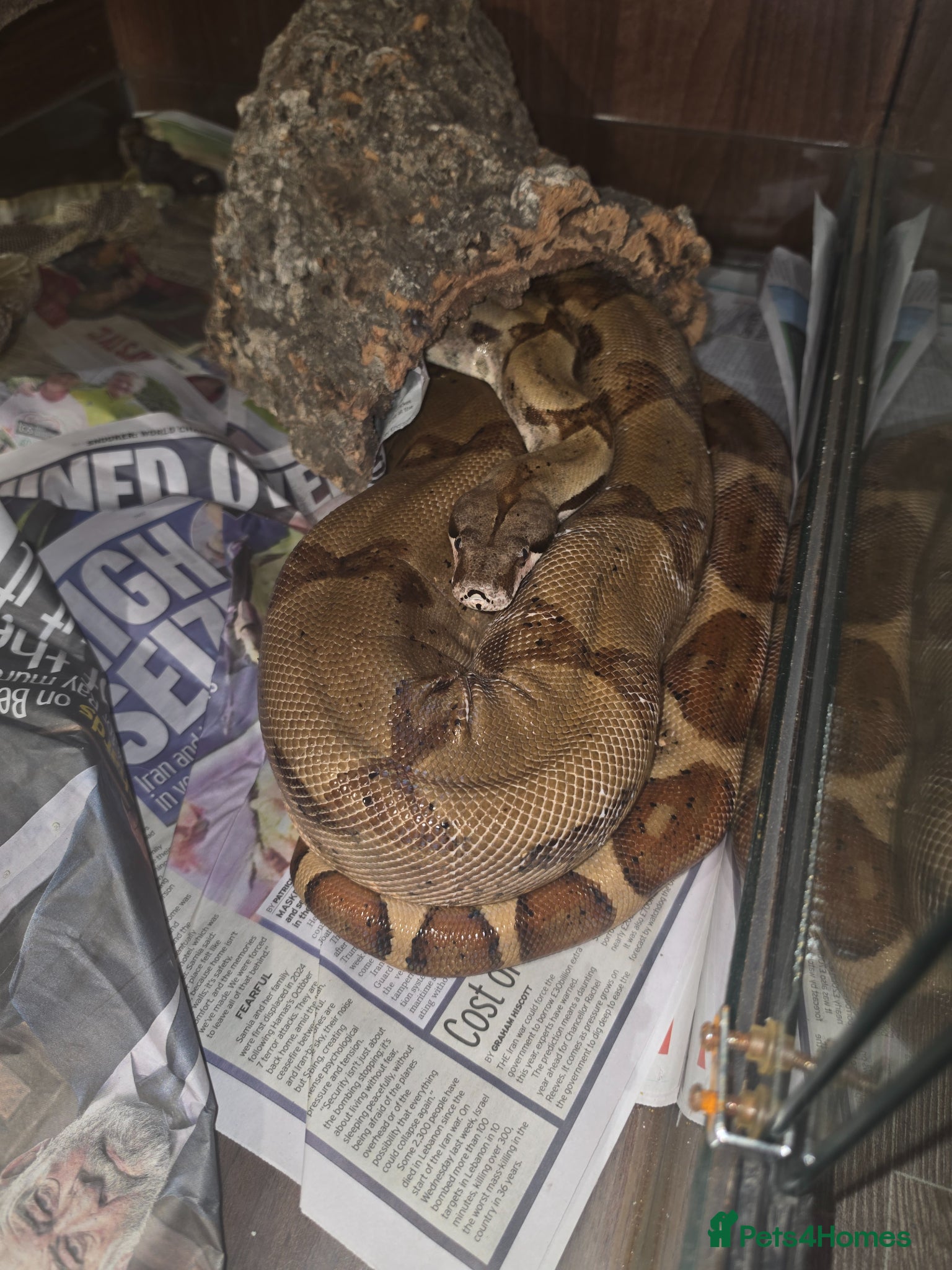 Boa Snake reptiles Hypo het albino 4yo female boa constrictor  - Advert 3