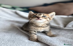 Mixed Breed cats for sale: Adorable Kittens Looking for Their Forever Homes ✨ - Image 9