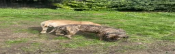 Boerboel dogs for sale: Boerboel puppies - Advert 8