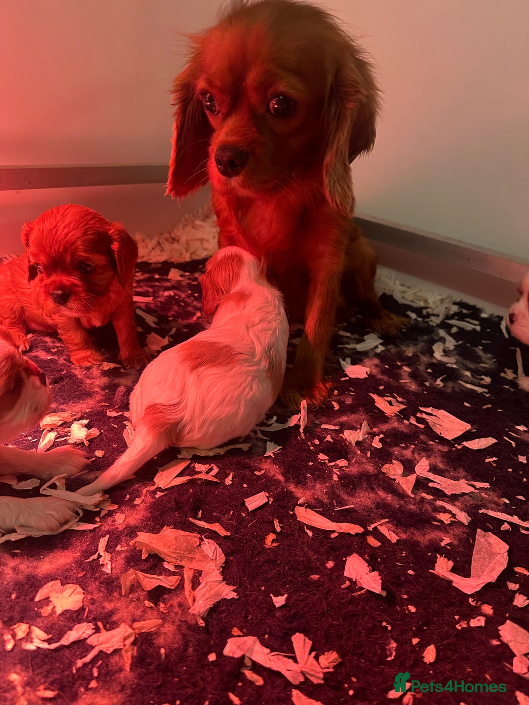 Cavalier King Charles Spaniel dogs for sale: Cavalier King Charles Spaniel  - Image 3