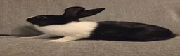 Dutch rabbits for sale: 11 week old very tame dutch doe - Advert 1