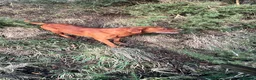 Labrador Retriever dogs for sale: Red / yellow Labrador pups   - Advert 3