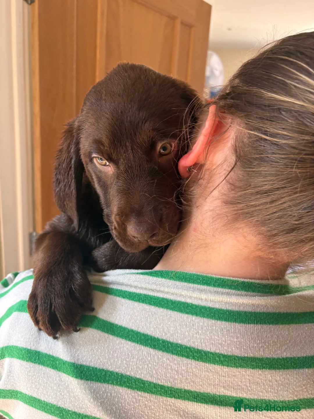 Labrador Retriever dogs for sale: Beautiful Chocolate Labrador Puppies - 09/03/2026 - Advert 40